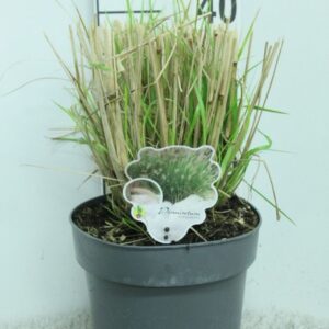 Pennisetum alopecuroides Pennisetum Alopecuroides P23
(1 Plants/Order)(23cmP 40cmH)