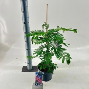 Albizia julibrissin Albizia julibrissin Ombrella® ('Boubri'PBR)
(1 Plants/Order)(19cmP 55cmH)
