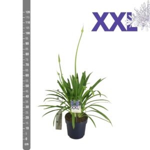 Agapanthus Eydori Blue Agapanthus blue Pot 27 Eydori grootbl. bud in gewas
(1 Plants/Order)(27cmP 90cmH)