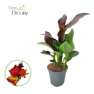 Canna Cleopatra Canna Cleopatra Zonder Flower p 17
(6 Plants/Order)(17cmP 55cmH)