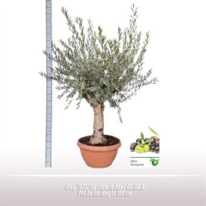 Olea europaea Olea *035* op stam in schaal 40/60
(1 Plants/Order)(60cmP 190cmH)