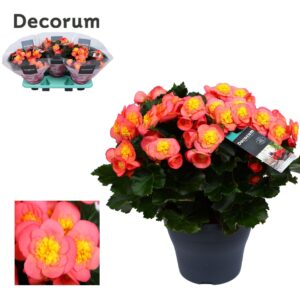 Begonia Belove Peach Begonia BELOVE Peach 19cm Decorum
(3 Plants/Order)(19cmP 35cmH)