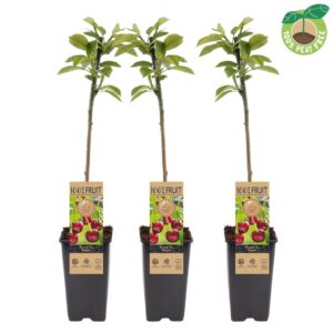 Prunus avium Prunus avium 'Regina' (kers) , P15
(10 Plants/Order)(15cmP 50cmH)