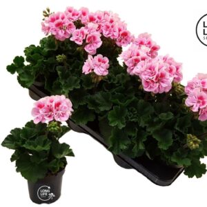 Pelargonium LongLife Zonale White Pink
(8 Plants/Order)(10.5cmP 22cmH)