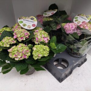 Hydrangea Rembrandt Vibrant Verde Hydrangea Rembrand Vibrant
(6 Plants/Order)(15cmP 40cmH)