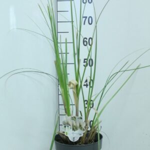 Cortaderia selloana Cortaderia selloana P23
(1 Plants/Order)(23cmP 80cmH)