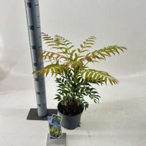 Mahonia Mahonia 'Magical Winterfern'
(1 Plants/Order)(17cmP 55cmH)