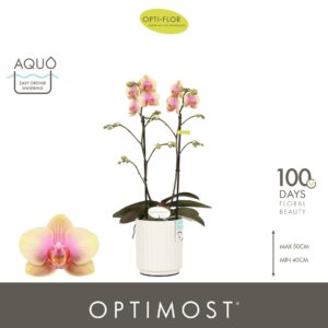 Phalaenopsis Multiflora Optimost Belle Helene 2 spike in Molise White Aquo
(6 Plants/Order)(12cmP 45cmH)