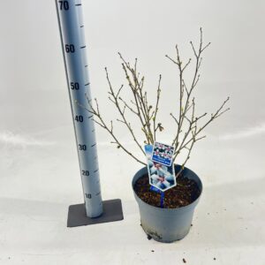 Hibiscus syriacus Hibiscus syriacus Little Legends White ('Woojeon'PBR)
(1 Plants/Order)(23cmP 45cmH)