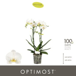 Phalaenopsis Multiflora Optimost Zeus 2 spike
(6 Plants/Order)(12cmP 45cmH)