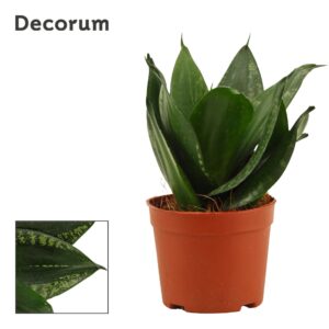 Sansevieria Hahnii Sansevieria Hahnii 9 cm Silver Flame (Decorum)
(18 Plants/Order)(9cmP 16cmH)