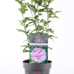 Hibiscus syriacus Lavender Chiffon Hibiscus syr. 'Lavender Chiffon'® P19/C3
(1 Plants/Order)(19cmP 55cmH)