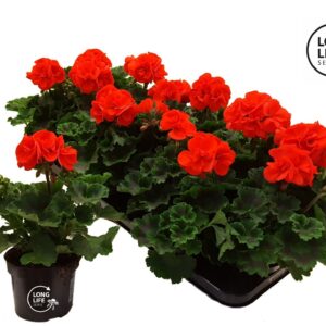 Pelargonium LongLife Zonale Orange
(8 Plants/Order)(10.5cmP 25cmH)