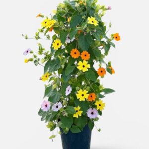 Thurnbergia Suzie Orange with Thunbergia gaaskoker 80cm, 3 Clr mix
(1 Plants/Order)(21cmP 80cmH)
