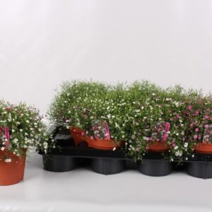 Gypsophila muralis Gypsophila mix Rose-Wit
(7 Plants/Order)(14cmP 29cmH)