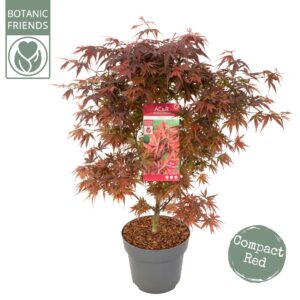 Acer palmatum Acer palm. 'Shaina'
(1 Plants/Order)(24cmP 80cmH)