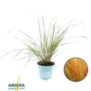 Stipa calamagrostis Stipa Arundinacea "Pheasant"
(15 Plants/Order)(10.5cmP 40cmH)