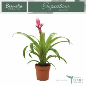 Guzmania Candy Guzmania Candy
(6 Plants/Order)(12cmP 45cmH)