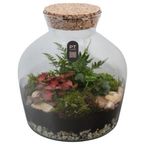 Arrangementen PTTER8111 Arrangement terrarium in glazen terrarium
(2 Plants/Order)(24cmP 27cmH)