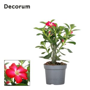 Adenium obesum Adenium Obesum red 13cm Decorum
(6 Plants/Order)(13cmP 25cmH)