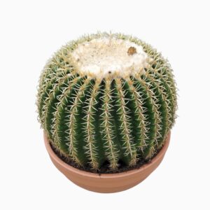 grusonii forma interme Echinocactus brevispina 30 cm
(1 Plants/Order)(30cmP 35cmH)