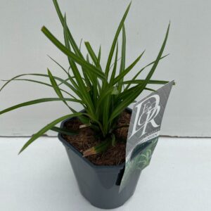 Carex morrowii Carex 'Irisch Green'
(6 Plants/Order)(17cmP 30cmH)