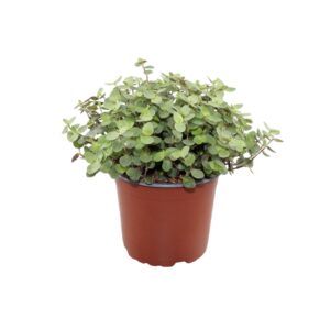 Callisia repens Calissia repens
(8 Plants/Order)(12cmP 17cmH)