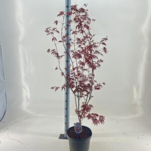 Acer palmatum Trompenburg Acer pal. 'Trompenburg'
(1 Plants/Order)(29cmP 130cmH)