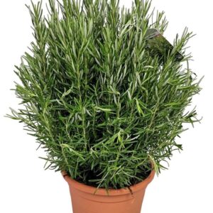Rosmarinus Rosmarinus Officinalis Bush - 1154
(1 Plants/Order)(24cmP 60cmH)