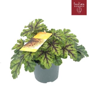 Heuchera Heuchera Indian Summer P12 Green
(10 Plants/Order)(12cmP 25cmH)