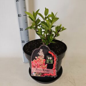 Hydrangea paniculata Hydrangea paniculata Pinky Winky
(1 Plants/Order)(29cmP 75cmH)