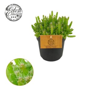 Cactus Hylocereus Undatus 10,5cm
(10 Plants/Order)(10.5cmP 15cmH)