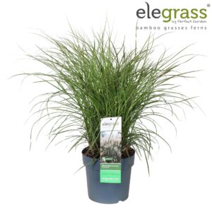 Miscanthus sinensis Miscanthus sinensis 'Cute One'® P23
(1 Plants/Order)(23cmP 70cmH)