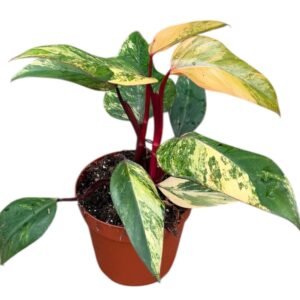 Philodendron philodendron strawberry shake
(8 Plants/Order)(14cmP 40cmH)