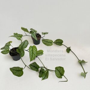 Monstera Monstera siltepecana El Salvador 12cm
(8 Plants/Order)(12cmP 40cmH)