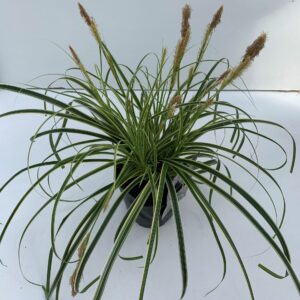 Siergrassen mix Carex Feather Falls
(6 Plants/Order)(17cmP 30cmH)