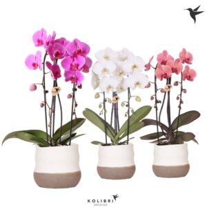 Phalaenopsis Elegant Cascade Kolibri Orchids Phalaenopsis Cascade Niagara Fall mix 2 spike in Imperfect Bag p
(4 Plants/Order)(12cmP 50cmH)