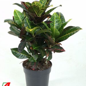 Codiaeum Petra Codiaeum Petra busch P19
(1 Plants/Order)(19cmP 60cmH)