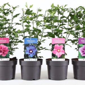 Hibiscus syriacus Hibiscus syr. mix P19/C3
(1 Plants/Order)(19cmP 55cmH)