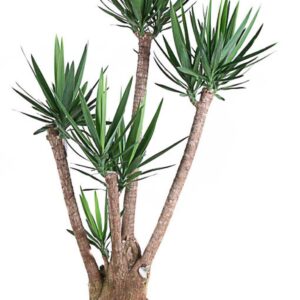 Yucca Yucca busch 3-4 arm P34
(1 Plants/Order)(34cmP 170cmH)