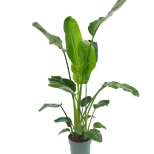 Strelitzia nicolai Strelitzia Nicolai
(1 Plants/Order)(27cmP 180cmH)