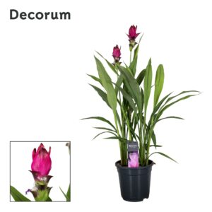 Curcuma Curcuma Skyline 19cm Decorum
(3 Plants/Order)(19cmP 60cmH)