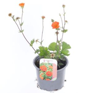 Geum coccineum Borisii Geum coccineum Borisii
(8 Plants/Order)(13cmP 30cmH)