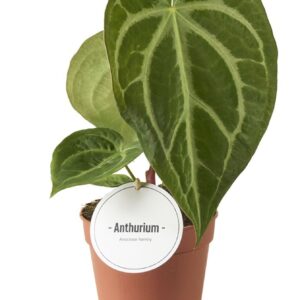 Anthurium Leaf Anthurium Magnificum
(8 Plants/Order)(12cmP 35cmH)