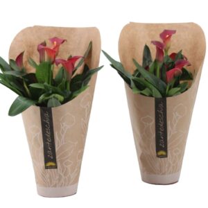 Zantedeschia other 4+ Flower Zantedeschia red in papieren hoes
(10 Plants/Order)(11cmP 27cmH)