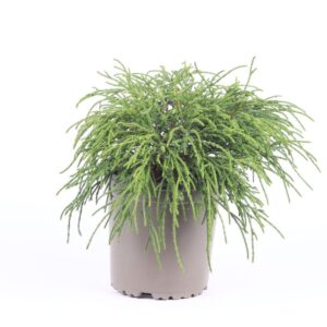 Chamaecyparis Filifera after Chamaecyparis pisifera 'Filifera Nana'
(8 Plants/Order)(13cmP 25cmH)