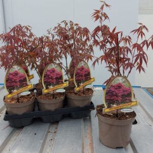Acer palmatum Atropurpureum Acer palm. Atropurpureum 15cm
(6 Plants/Order)(15cmP 40cmH)