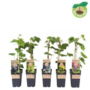 Vitis vinifera mix laag, P15 (extra winterhard)
(10 Plants/Order)(15cmP 50cmH)