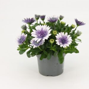 Osteospermum Serenity Pink Magic Osteospermum Steel Blue
(8 Plants/Order)(12cmP 25cmH)