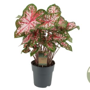 Caladium XL Caladium Carolyn Whorton (21)
(1 Plants/Order)(21cmP 55cmH)